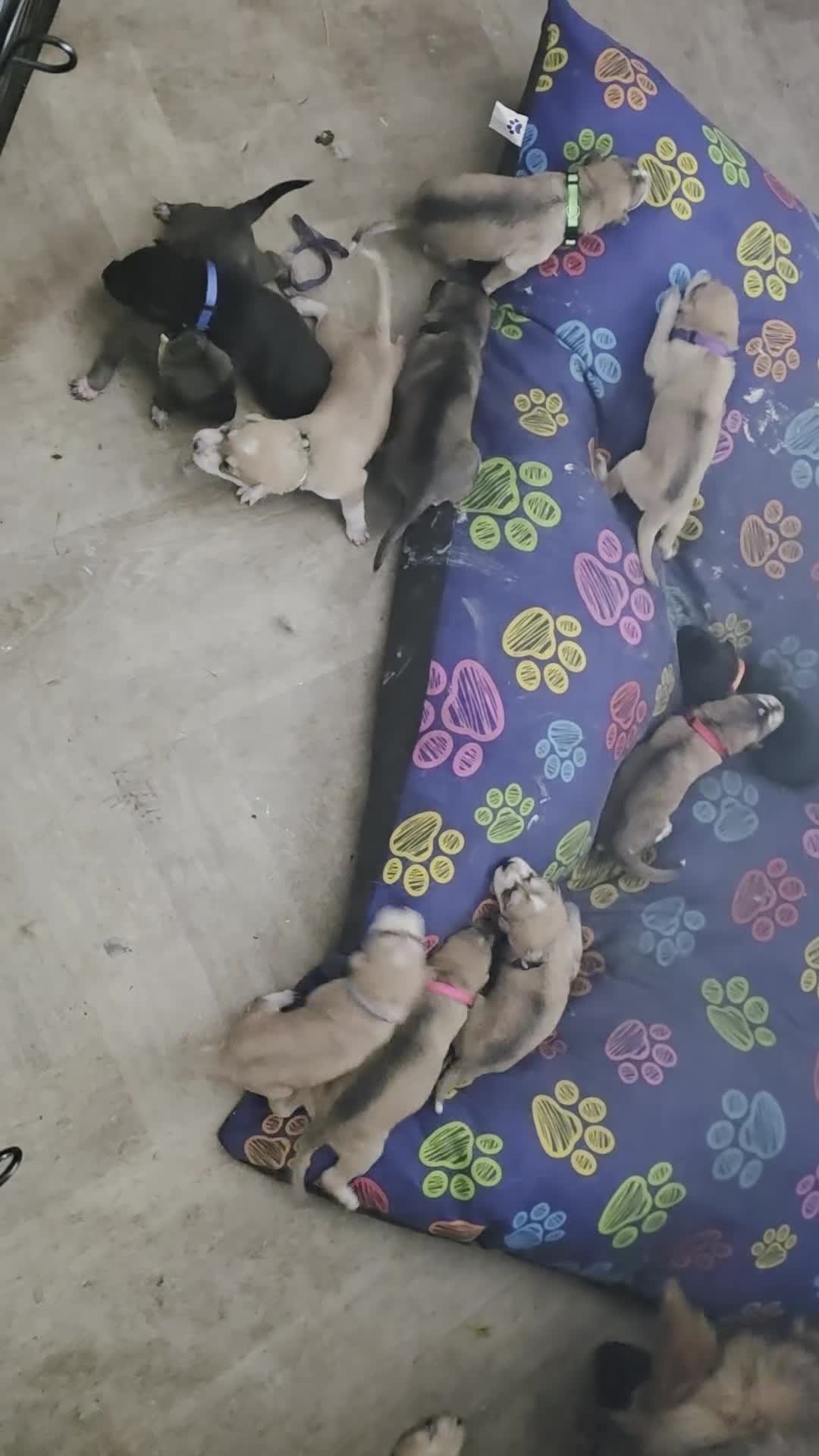 Mixed Breed dogs for sale: German Shepard x Dalmation Puppies  - Video 1