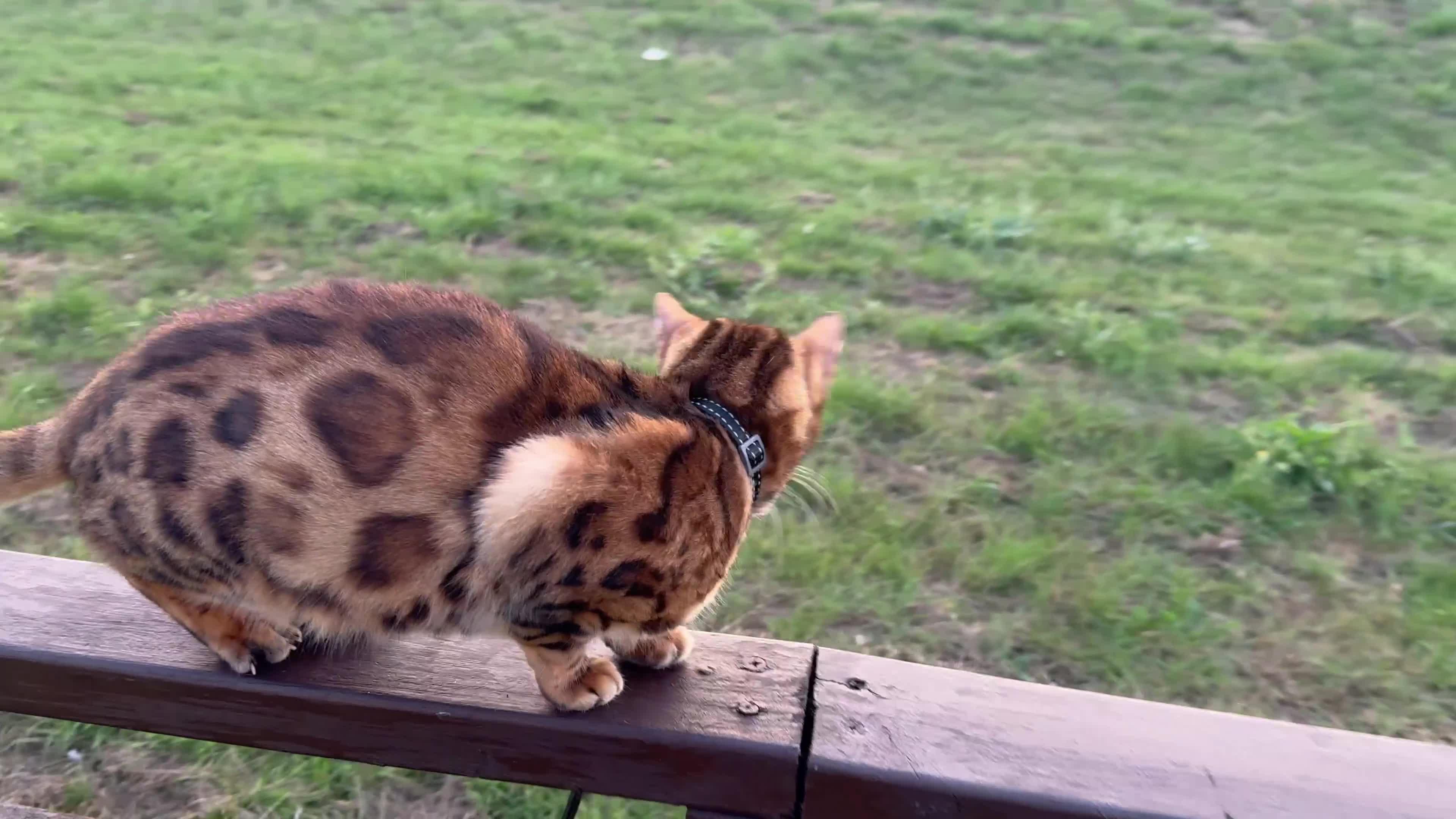 Bengal cats for sale: Stunning female bengal.  - Video 1