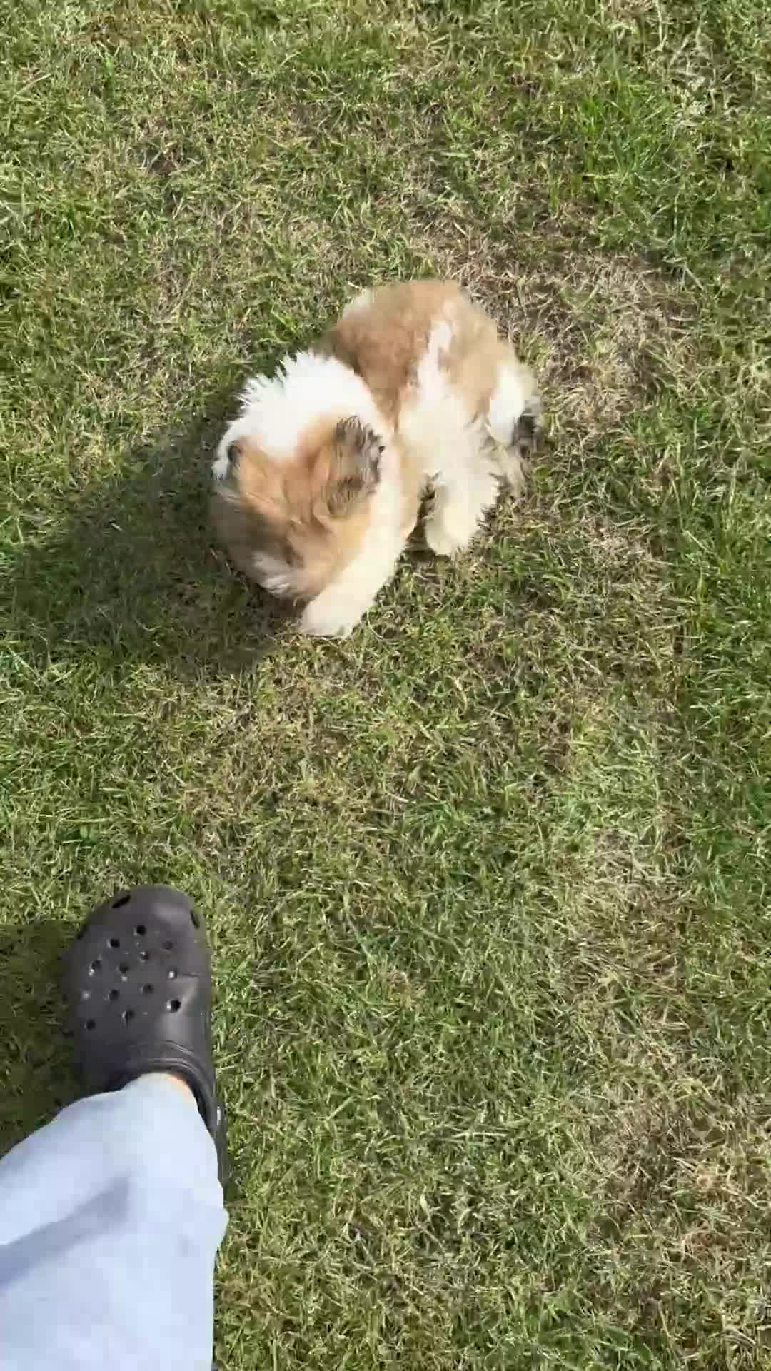 Shih Tzu dogs for sale: Beautiful imperial Shih-tzu boy !!! - Video 1