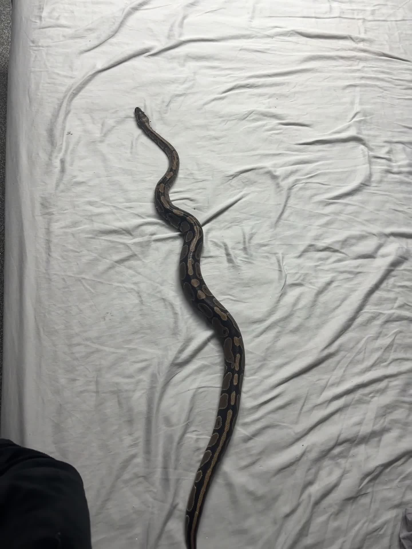 Python Snake reptiles for sale: royal python for sale 3 years old  - Video 1