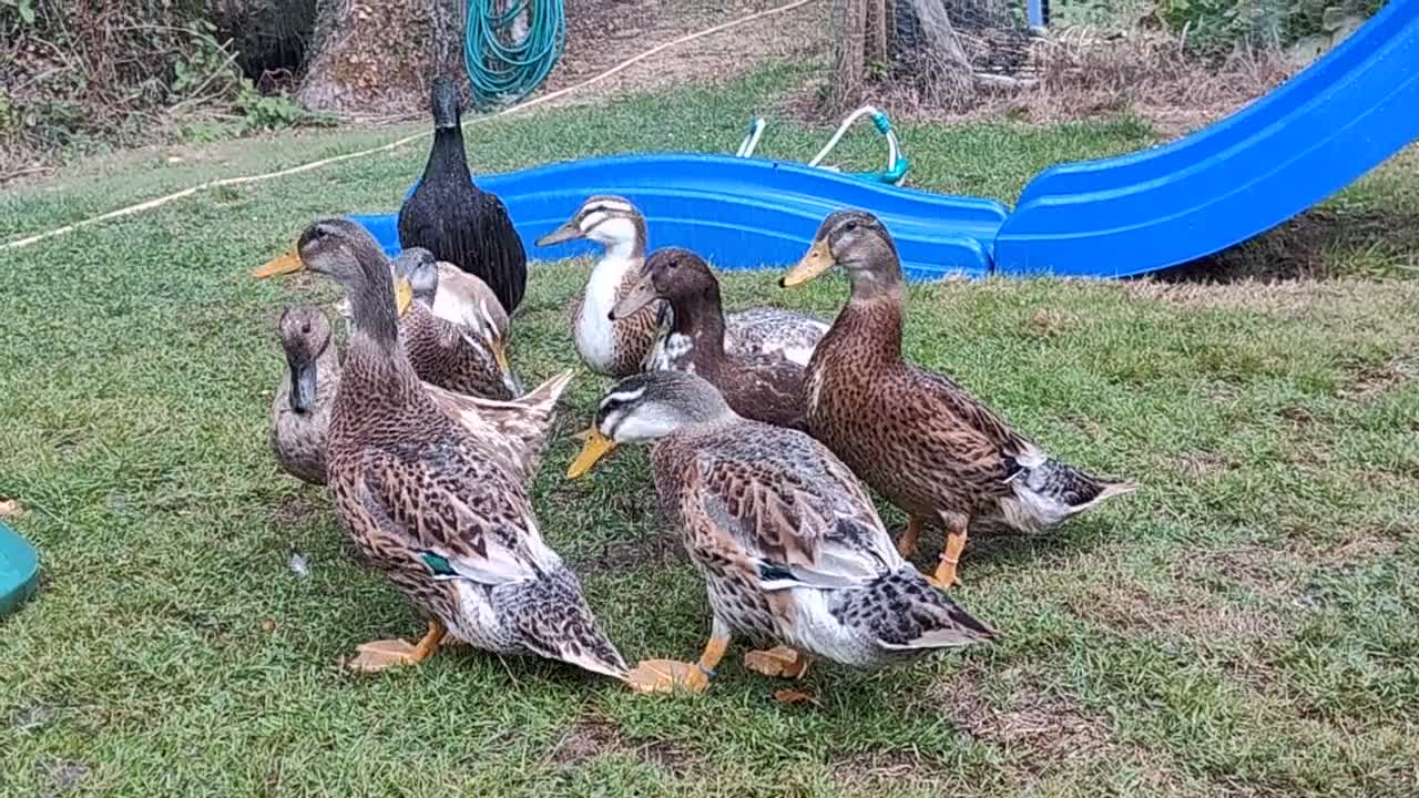Ducks poultry for sale: 8-week old Cayuga x mini Silver Appleyard ducks - Video 3