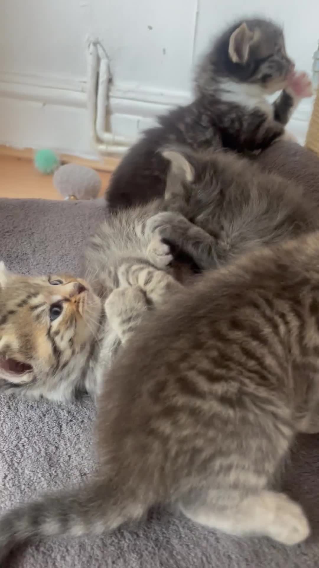 Egyptian Mau cats for sale: Egyptian mau kittens  - Video 2