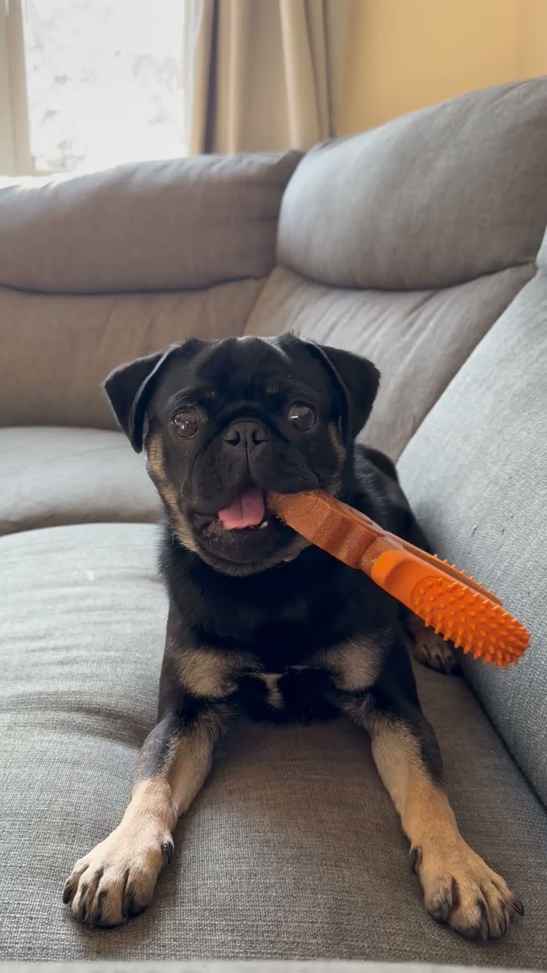 Pug dogs for sale: 15 month old male pug puppy  - Video 1