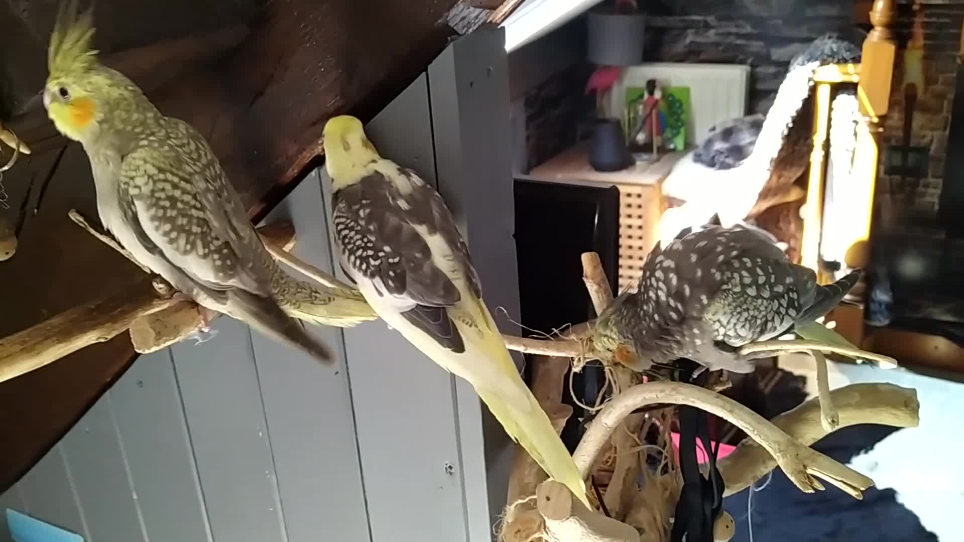Cockatiels birds for sale: DNA sexed cockatiel hand tame and flight trained - Video 2