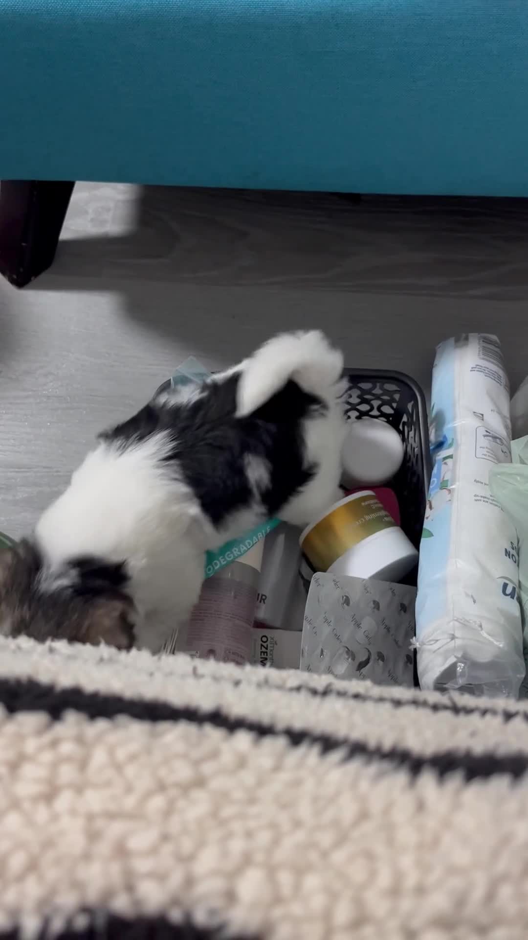 Mixed Breed dogs for sale: Puppies for sale  - Video 4