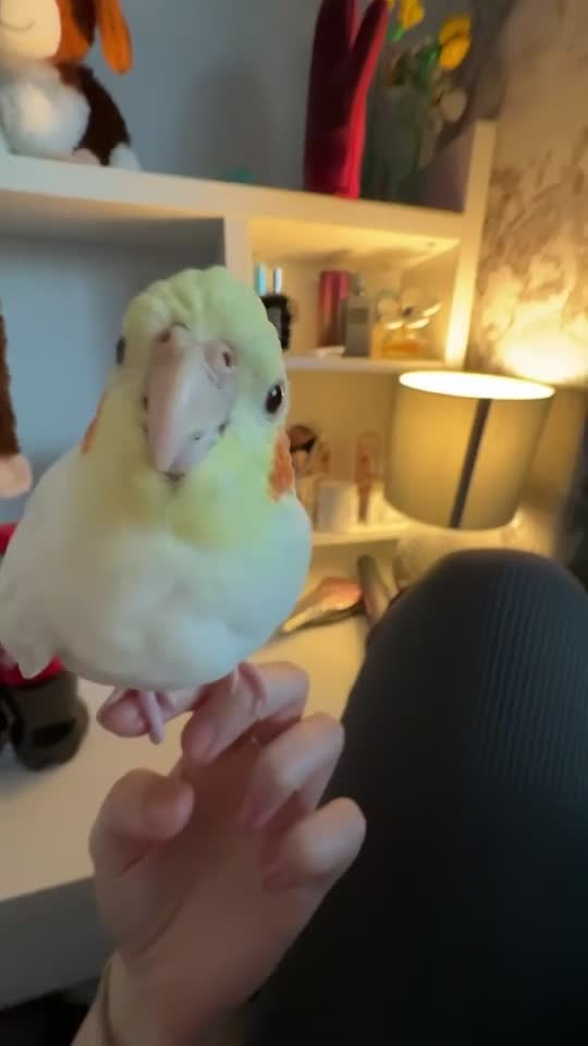 Cockatiels birds for sale: 2 gorgeous cockatiels - Video 1
