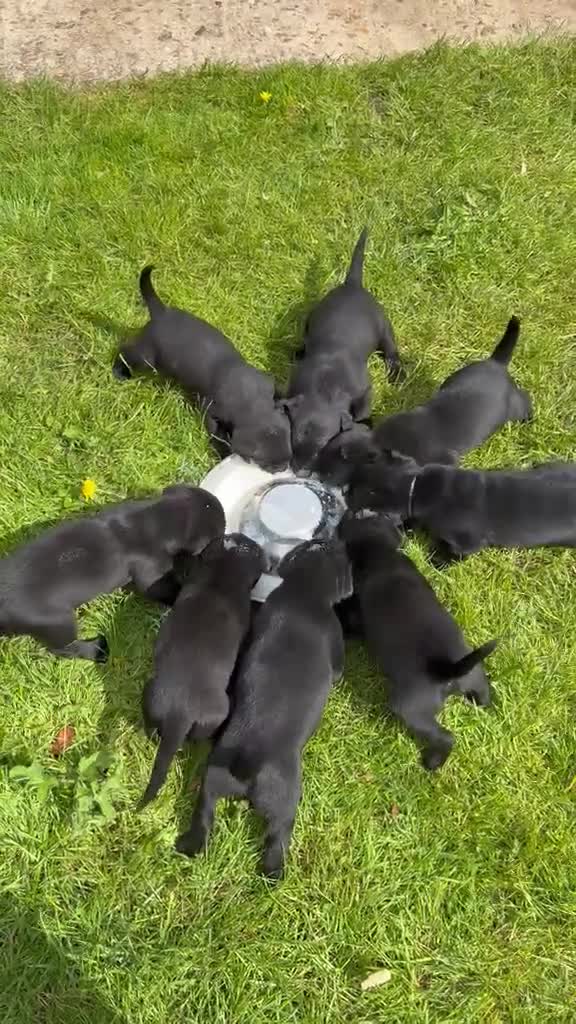 Labrador Retriever dogs for sale: KC registered Black Labrador Pups  - Video 1