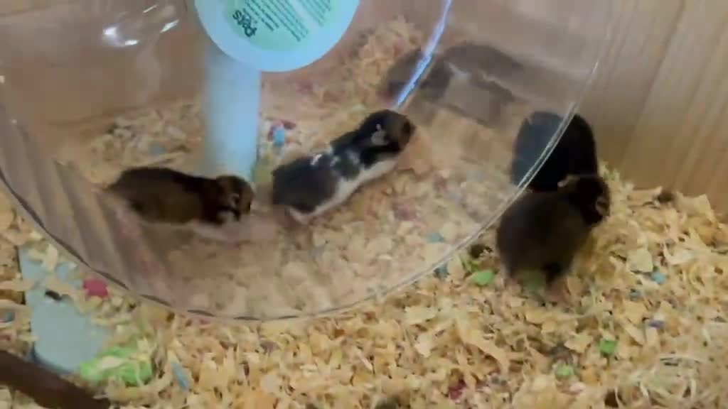 Hamster rodents for sale: Baby Syrian Hamsters in Lutterworth - Video 1