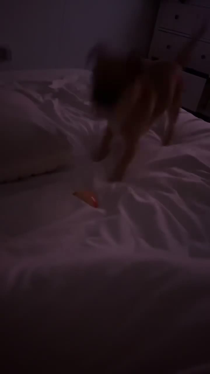 Mixed Breed dogs for sale: lovely dog - Video 2