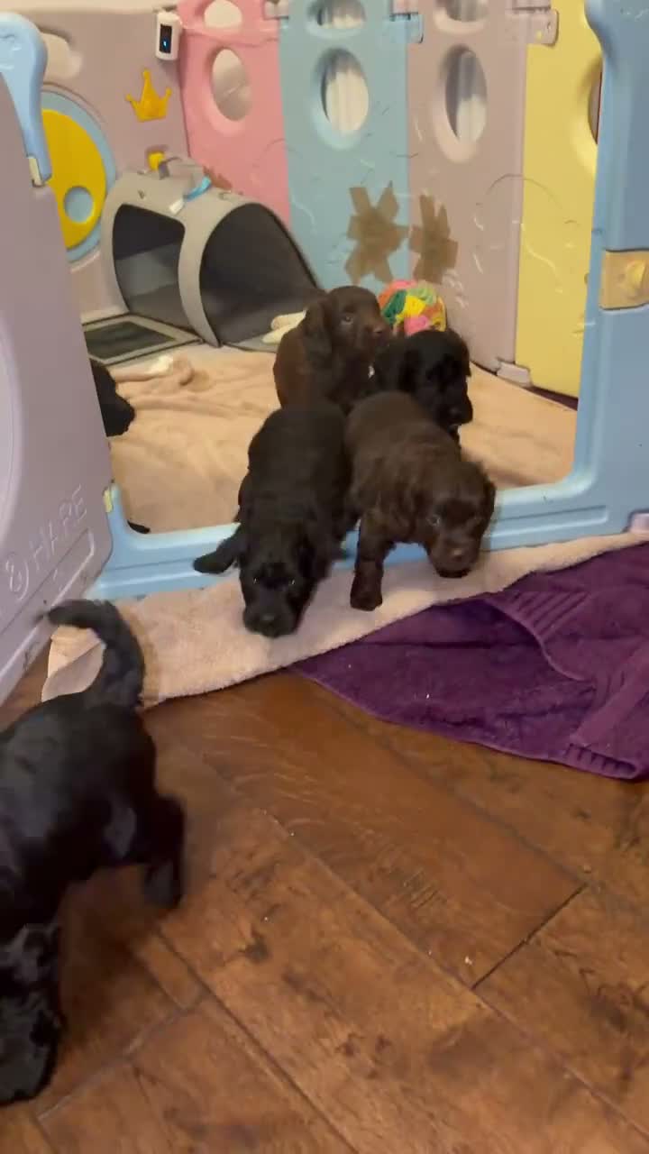 Cockapoo dogs for sale: COCKAPOO PUPS LOOKING FOR THEIR FOREVER HOMES! 🐾 - Video 1
