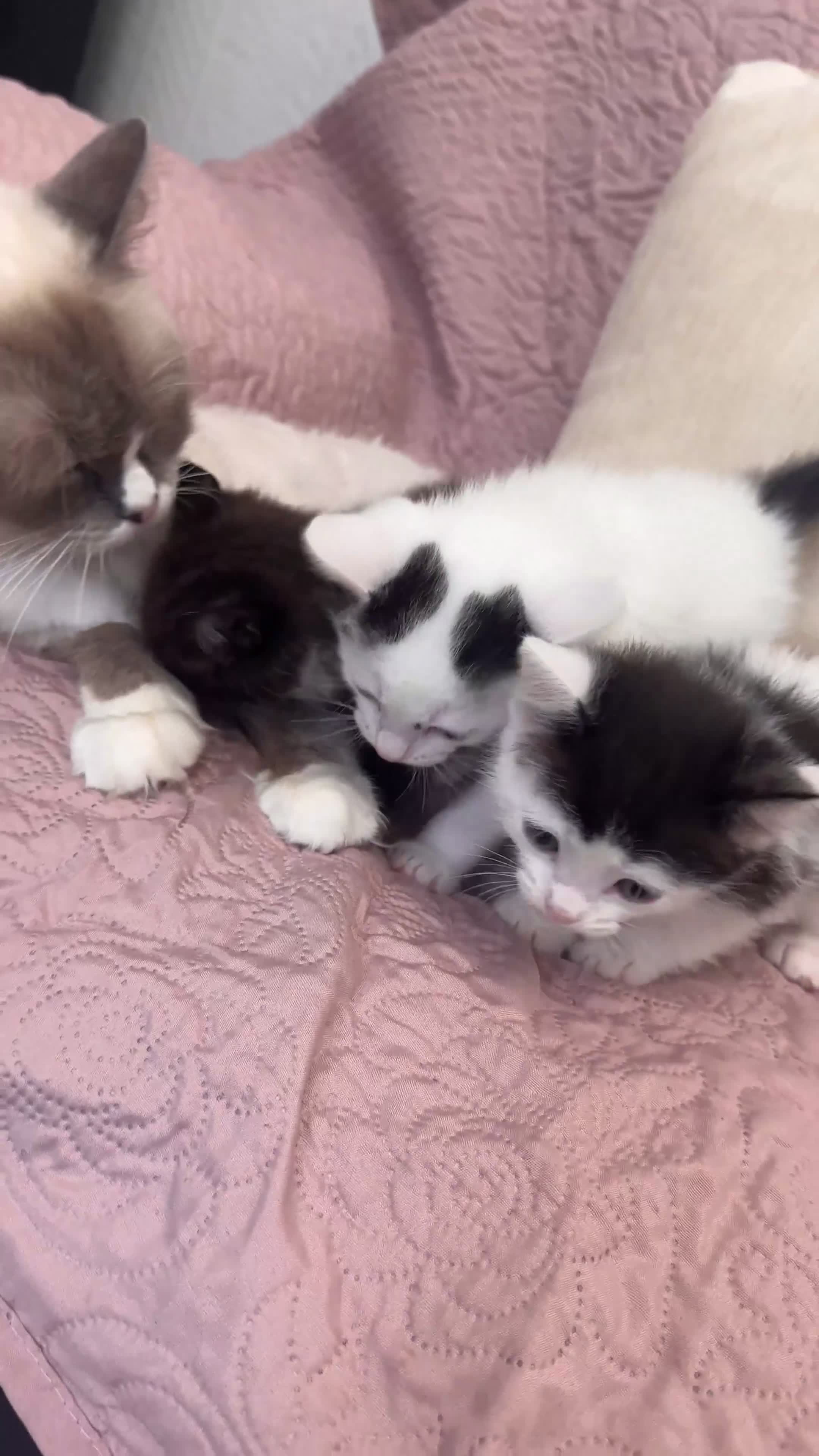 Ragdoll cats for sale: ✨ Three Gorgeous Long-Haired Ragdoll Mix Kittens ✨ - Video 3