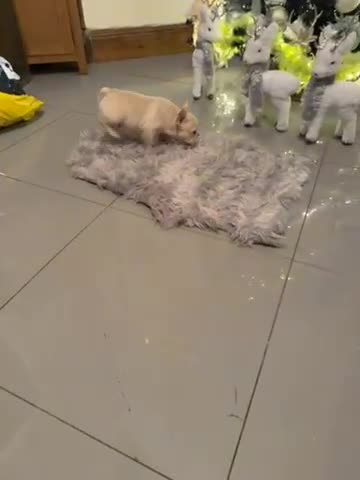 French Bulldog dogs for sale: French bulldogs  - Video 3