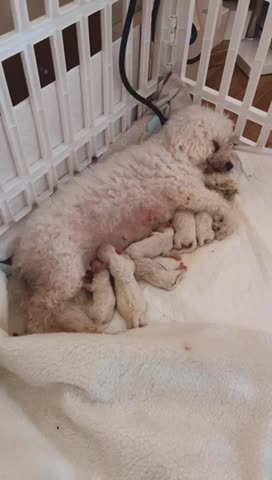 Bichon Frise dogs for stud: Bichon Frise *for stud only* in Hoddesdon - Video 2