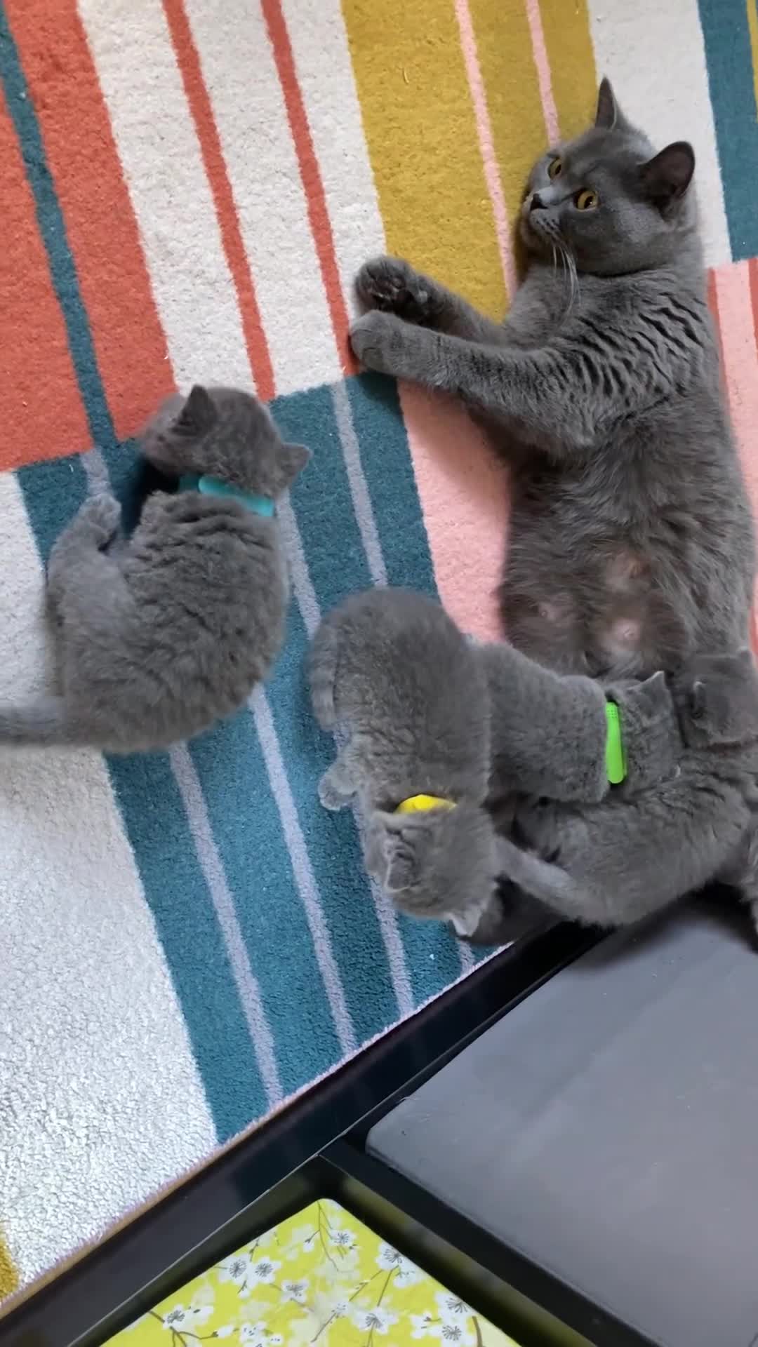 British Shorthair cats for sale: British Shorthair kittens to sell - Video 2