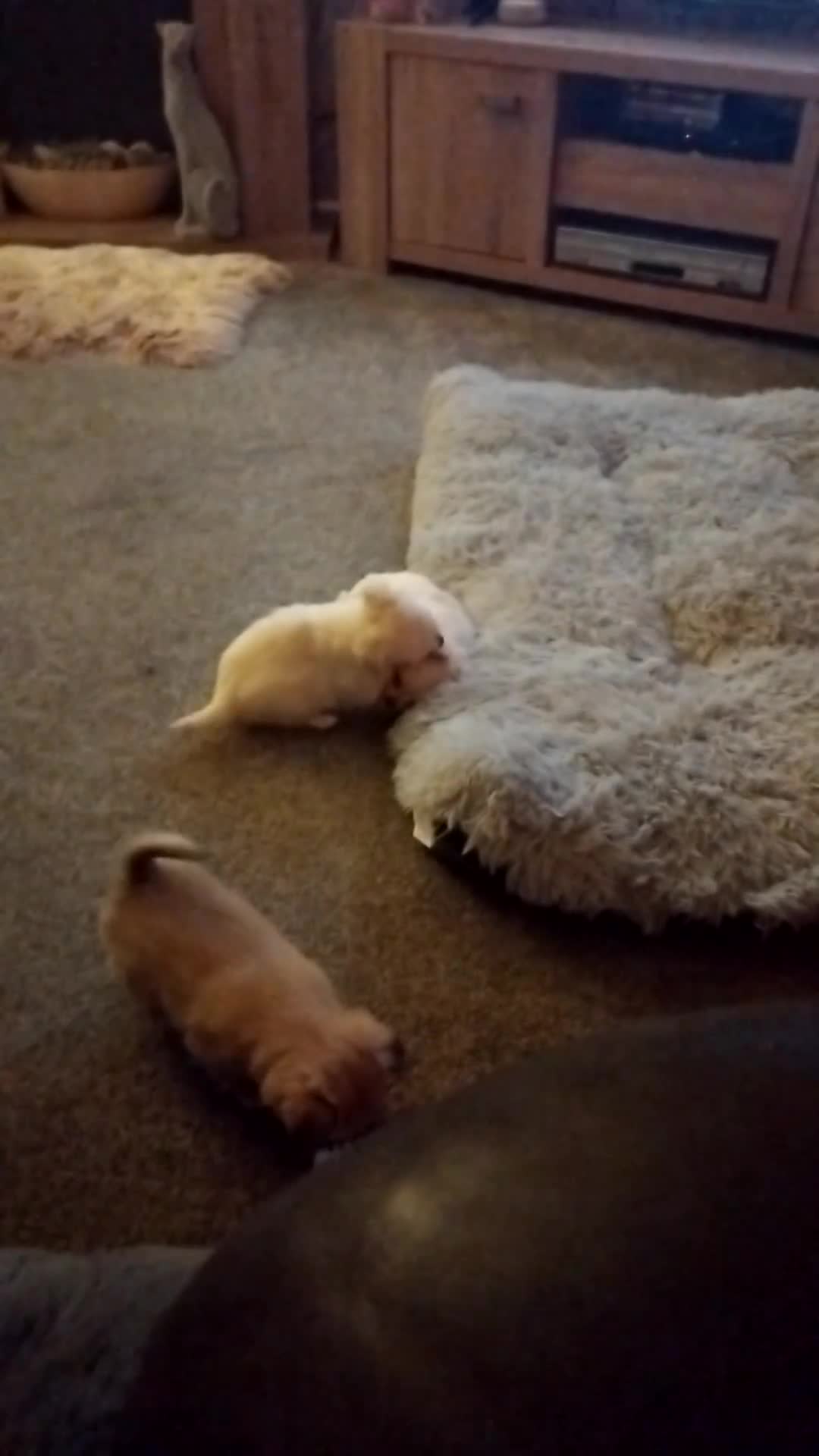 Chihuahua dogs for sale: Cute Chihuahua  - Video 1