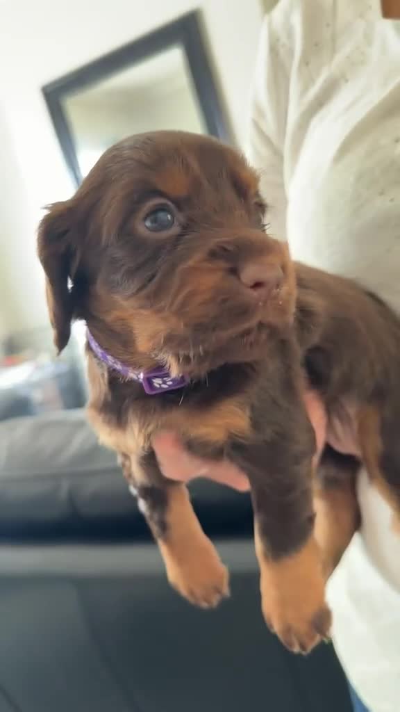 Cocker Spaniel dogs for sale: Stunning kc registered working cocker spaniels - Video 1