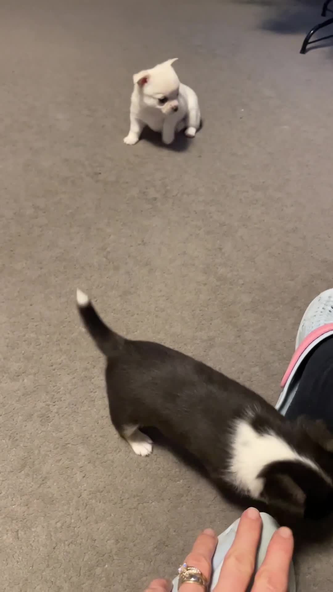 Chihuahua dogs for sale: Beautiful Longhaired Chihuahua Puppies  - Video 3