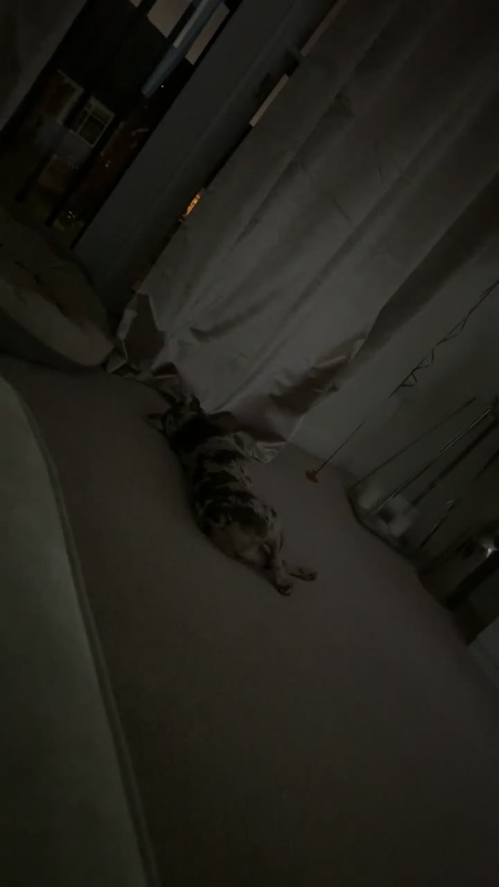 French Bulldog dogs for sale: 💕 Dior- Isabella French Bulldog  - Video 1
