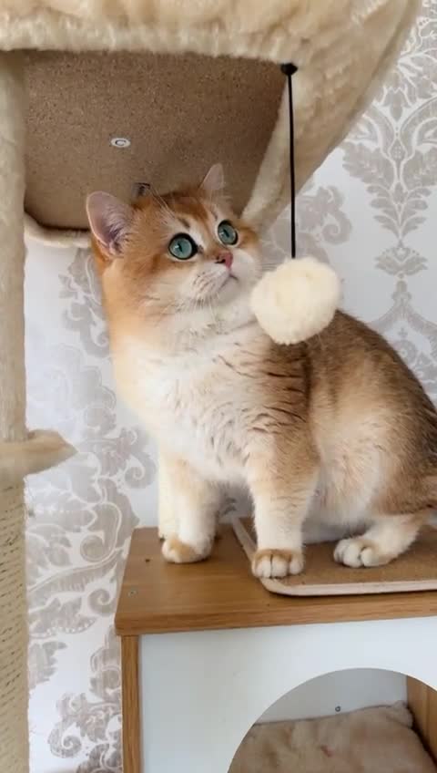 British Shorthair cats for stud: Golden British Shorthair Stud NY12 TICA Proven in London - Video 1