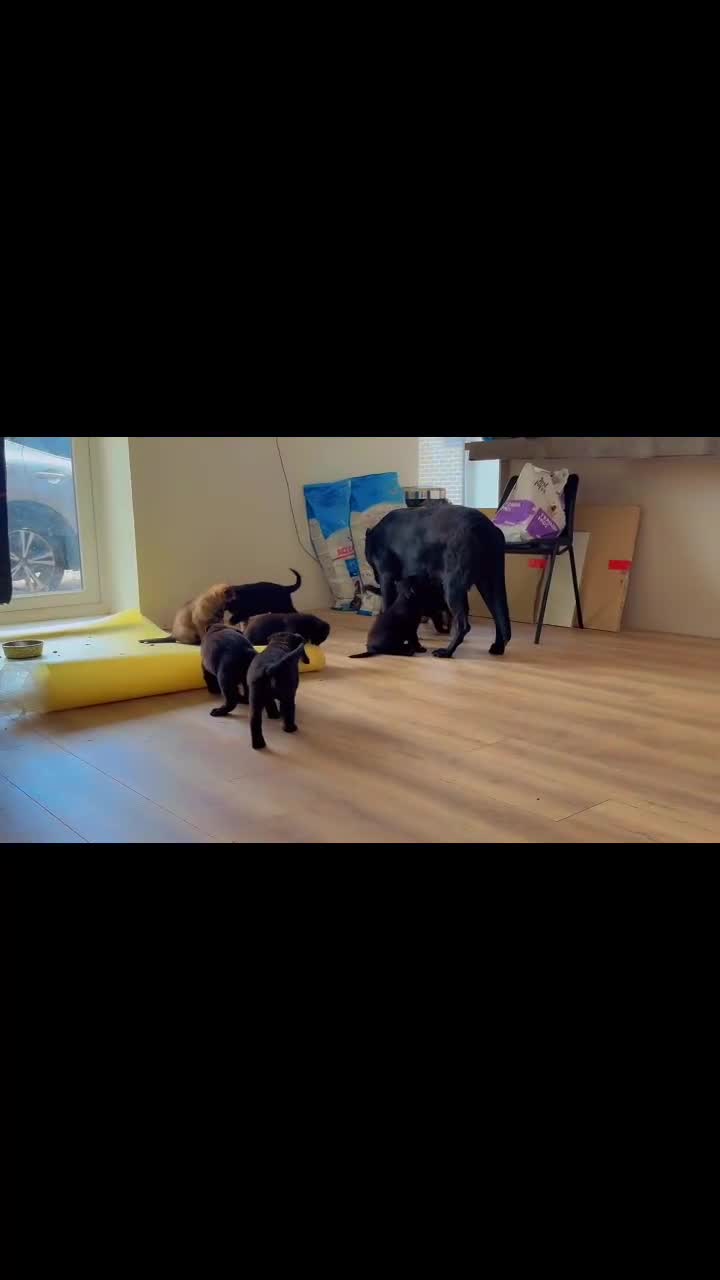 German Shepherd dogs for sale: Black Working Line German Shepherd Puppies - Video 3