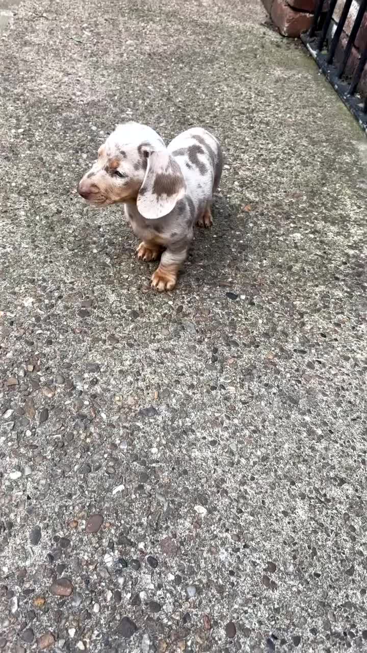 Dachshund dogs for sale: Beautiful girl dachshund  - Video 3