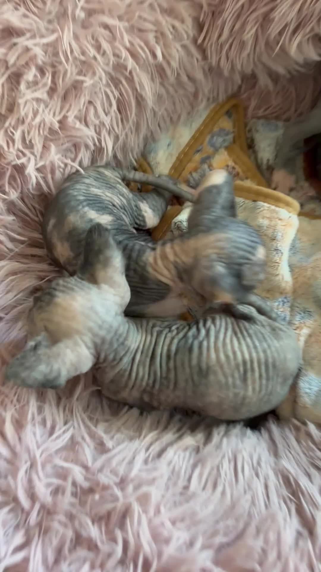 Sphynx cats for sale: Unusual Sphinx’s kittens  - Video 1