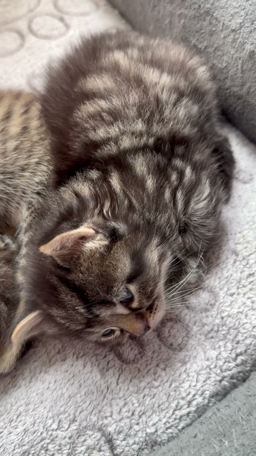 Bengal cats for sale: Beautiful Bengal X Tabby X kittens  in Dunfermline - Video 2