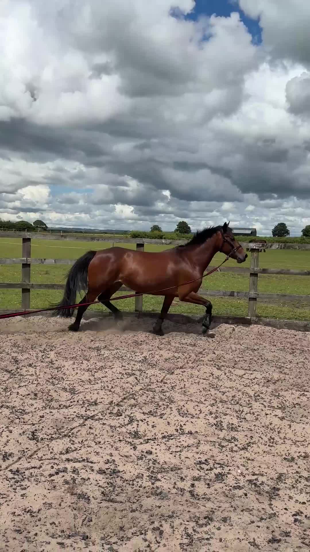 Welsh Section D horses for sale: Clara  in York - Video 3