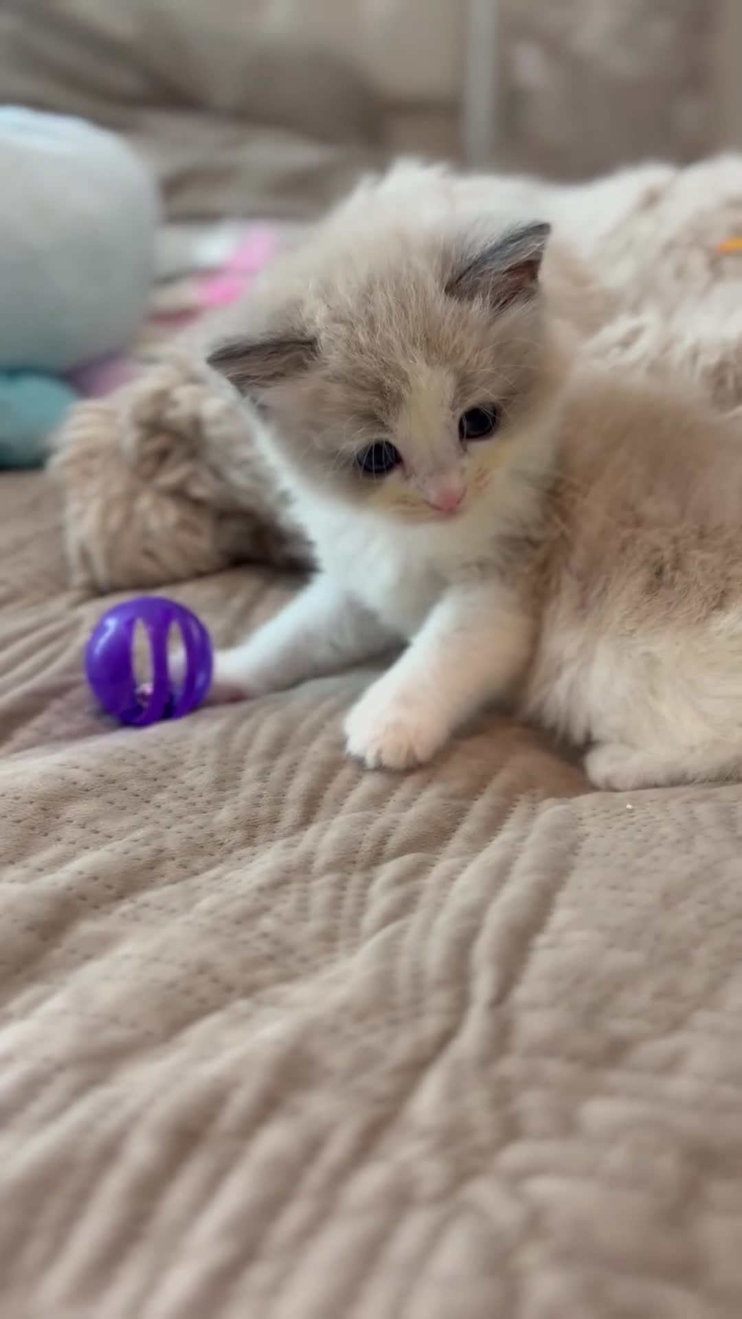 Ragdoll cats for sale: Full pedigreed ragdoll kittens  - Video 5