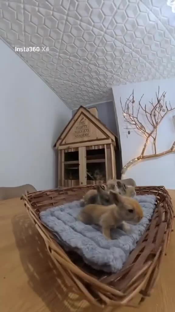 Lionhead rabbits for sale: Pure Breed Fluffy Double Mained Lionhead Boy - Video 2