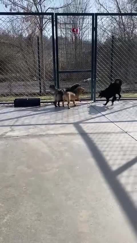 Mixed Breed dogs for adoption: Edie, 1 yr old approx. Available for adoption. - Video 2