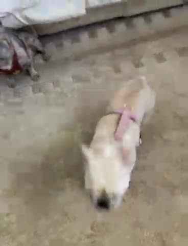 French Bulldog dogs for sale: 2 stunning french bulldogs  - Video 1