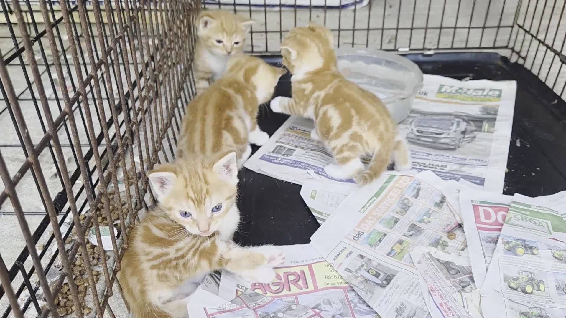 Mixed Breed cats for sale: Ginger kittens  - Video 1