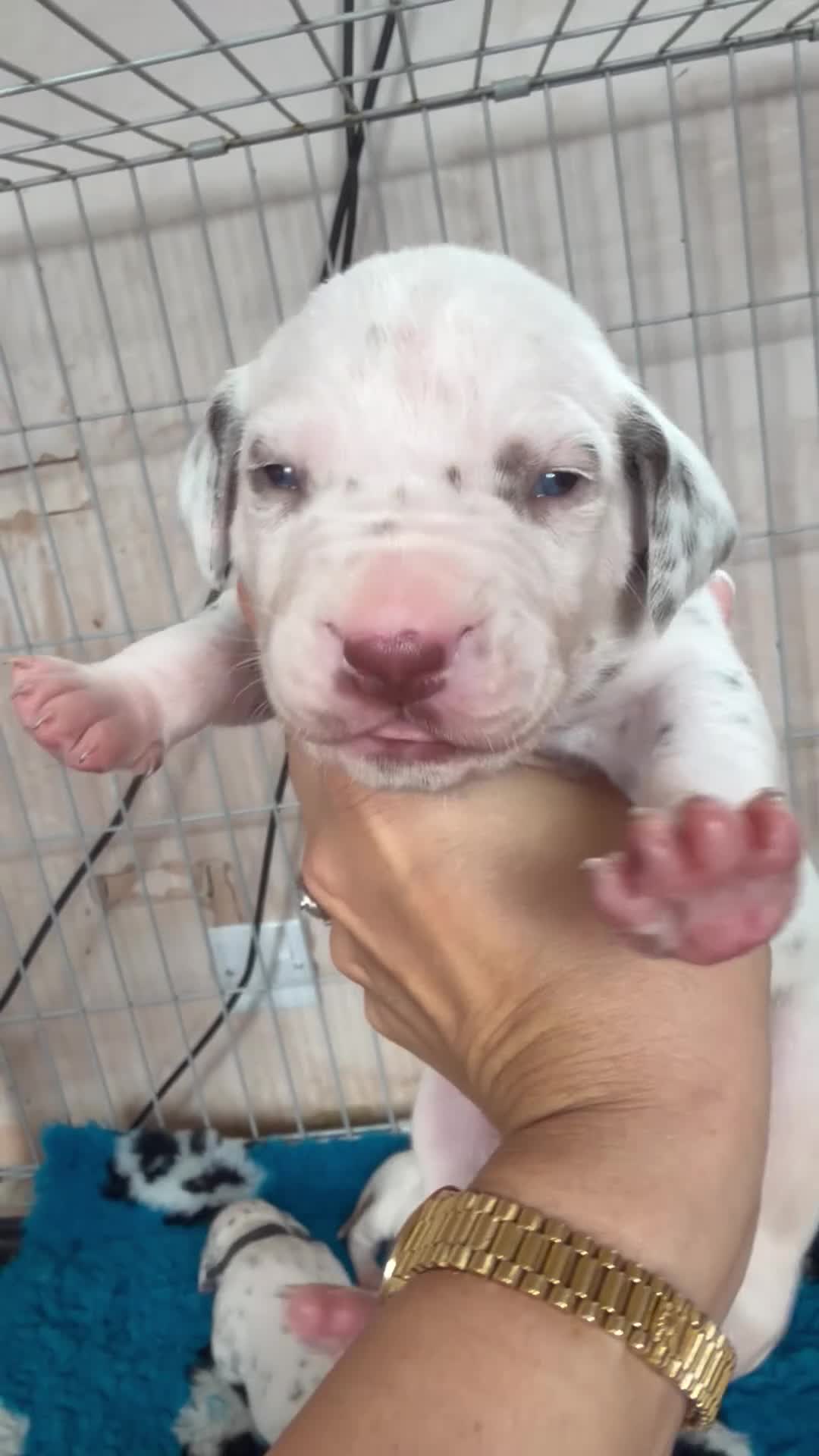 Dalmatian dogs for sale: 🐾🏆Dalmatian puppies🏆🐾 - Video 5
