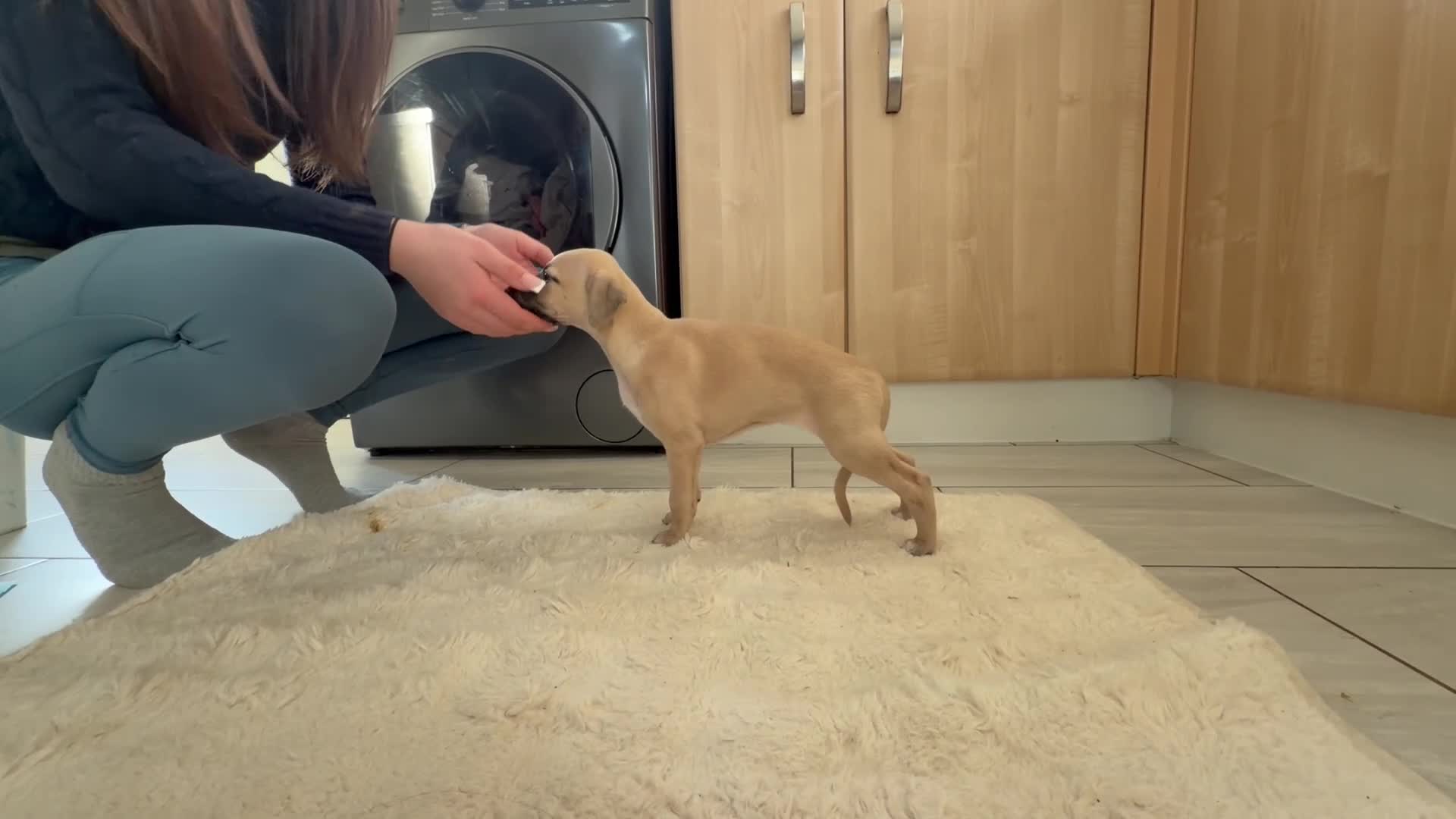 Whippet dogs for sale: 📣 Outstanding Show & Racing Lines - Video 2