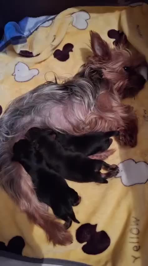 Shorkie dogs for sale: Yorkie shih tzu puppies  - Video 1