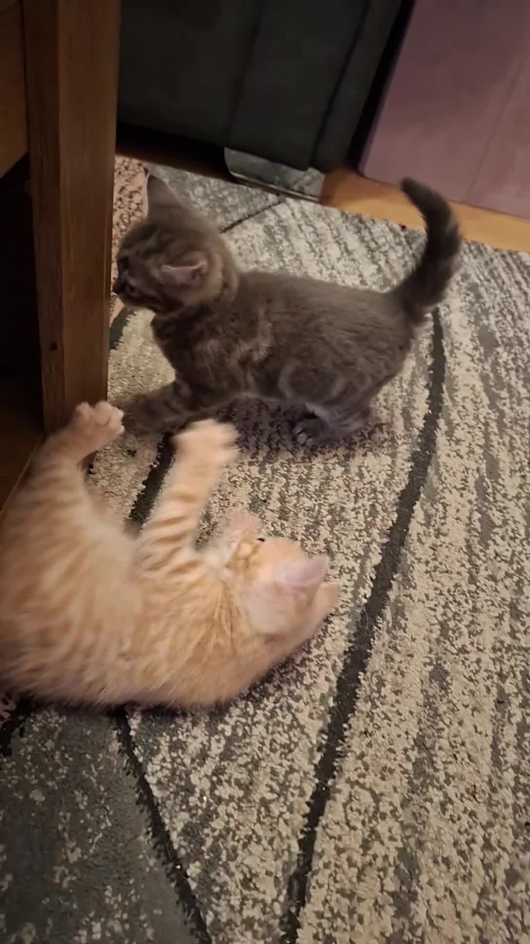 Mixed Breed cats for sale: Little girl looking for her new home - Video 2