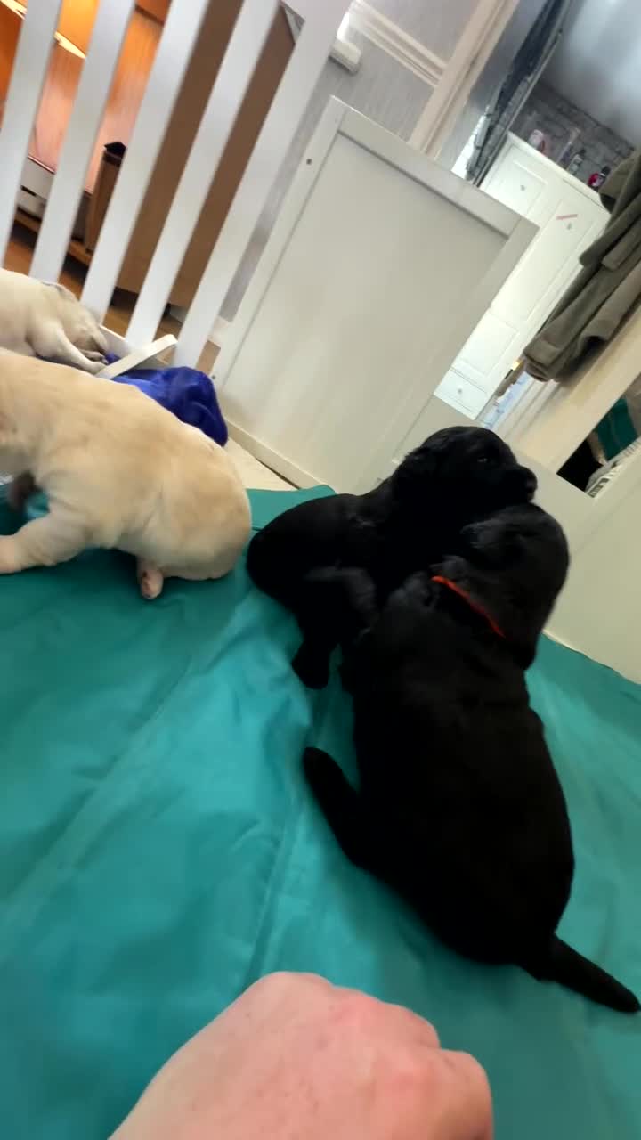 Labradoodle dogs for sale:  Unique,Exceptionally Bred F1 Labradoodles 🐾19/05 in Bristol - Video 3