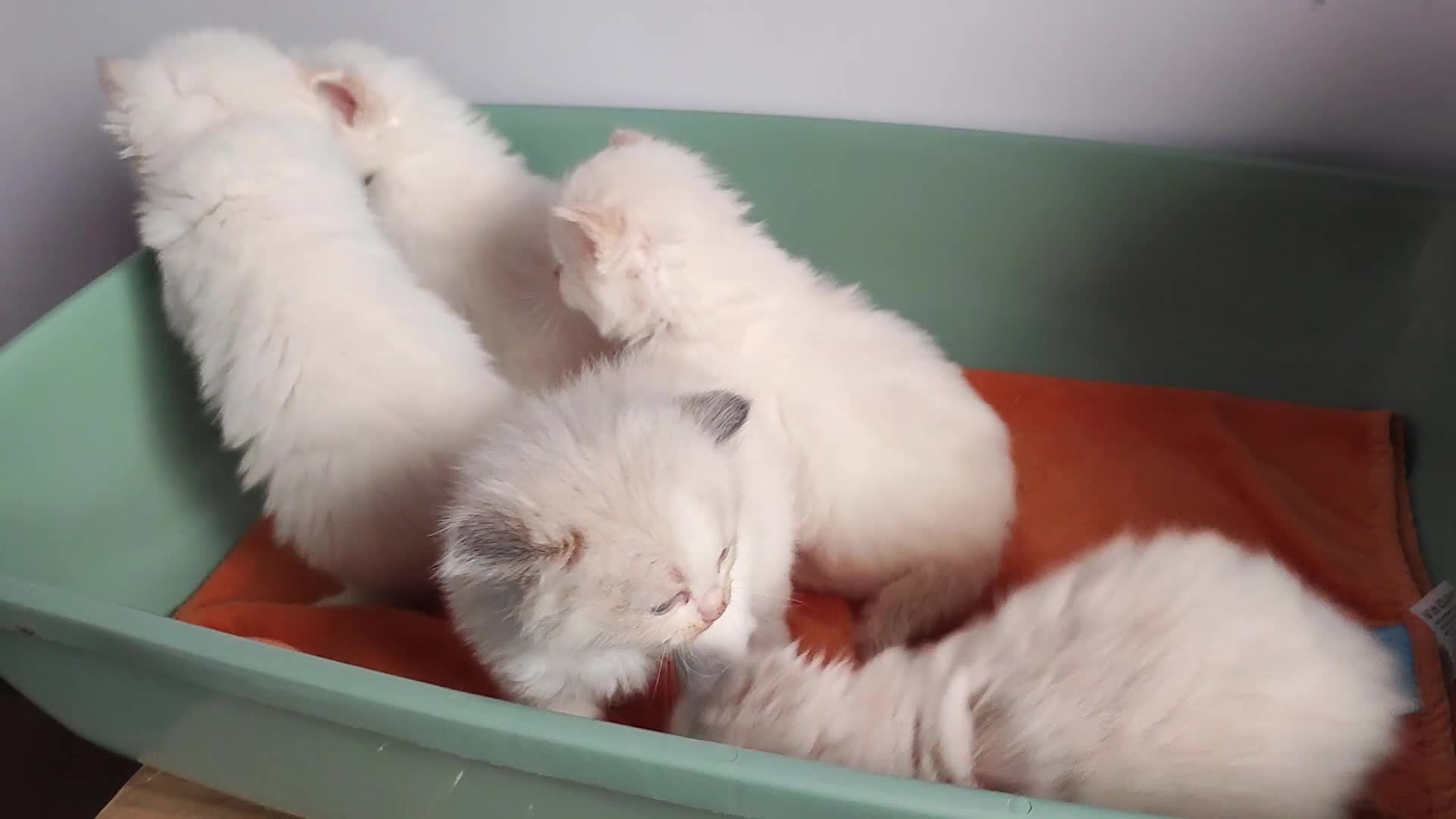 Ragdoll cats for sale: Beautiful ragdolls  - Video 1
