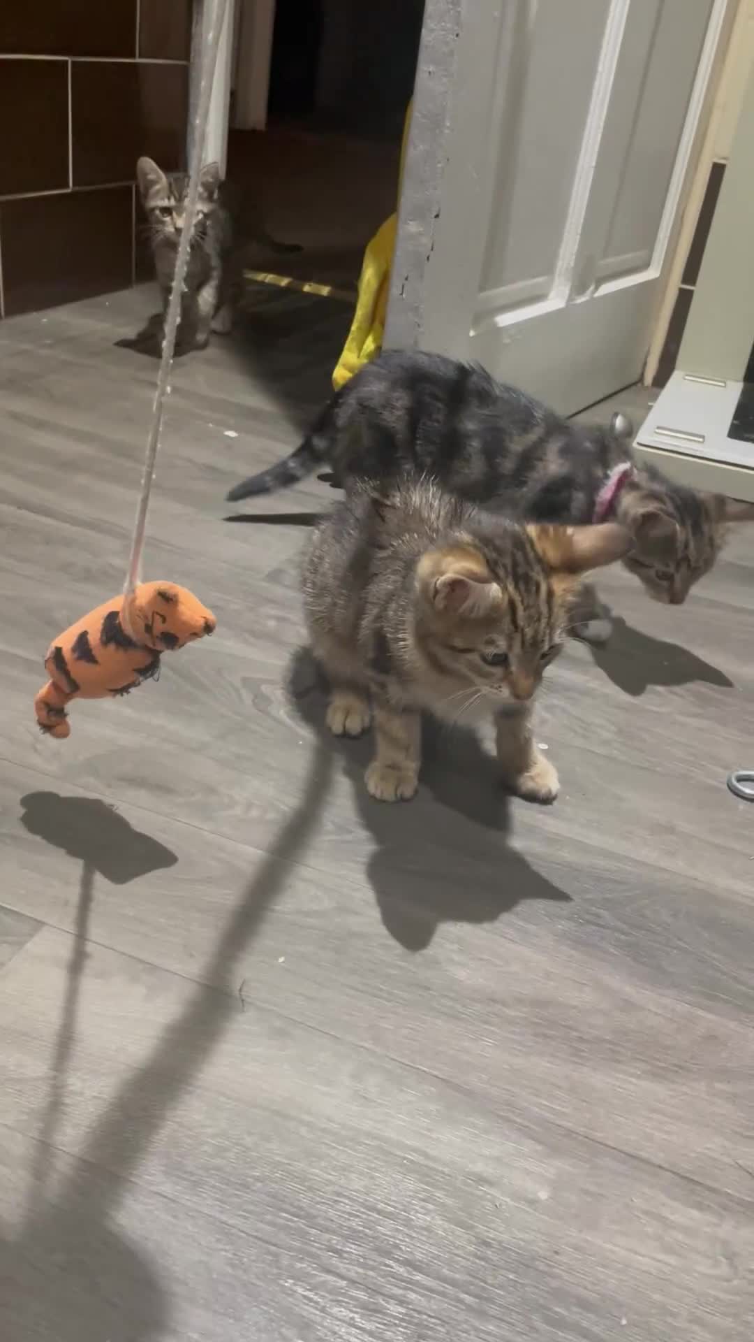 Mixed Breed cats for sale: 4 stunning tabby kittens - Video 1