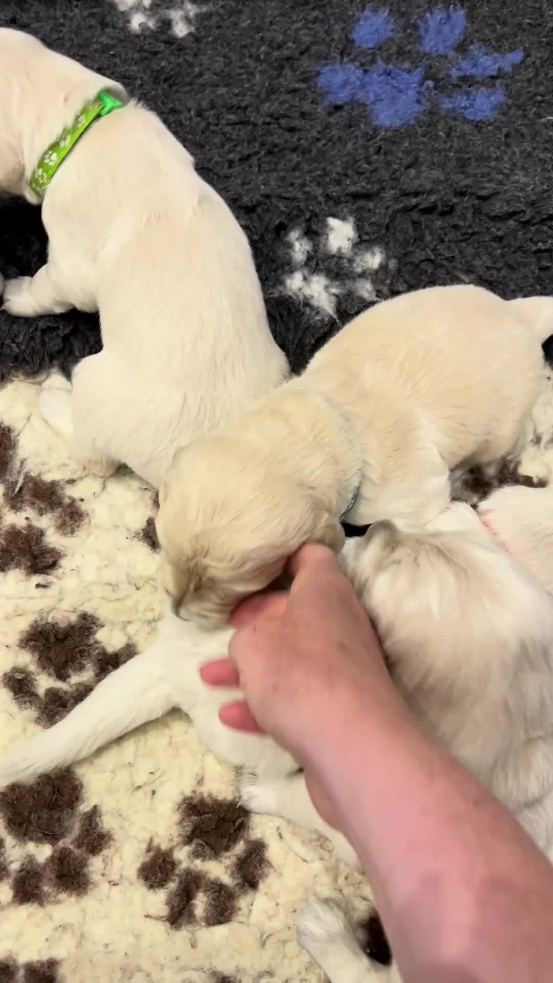 Golden Retriever dogs for sale: KC Registered Vet Health Checked Puppies - Video 1