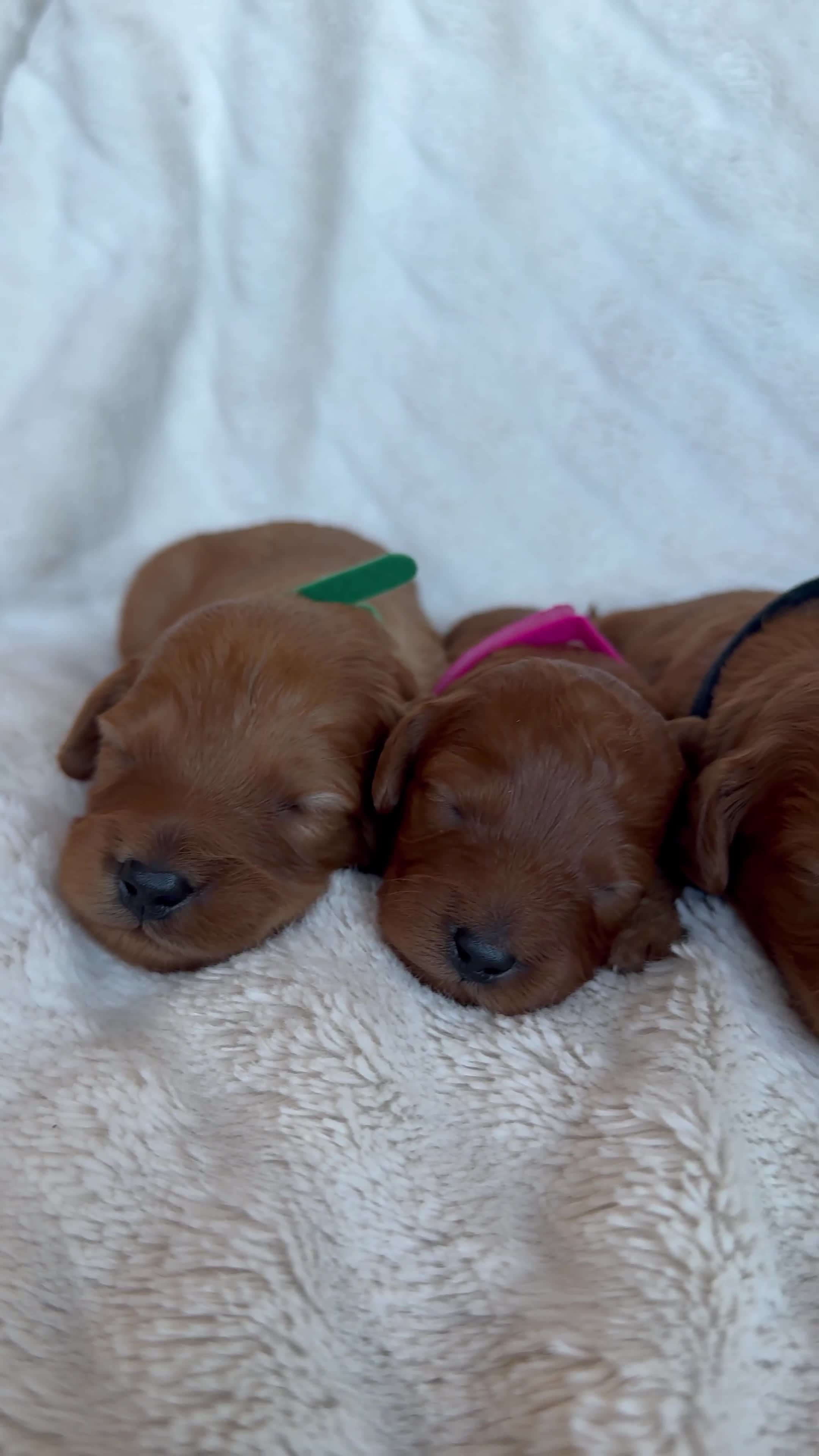 Cavapoo dogs for sale: Beautiful Red F1b Cavapoo Puppies - Video 1