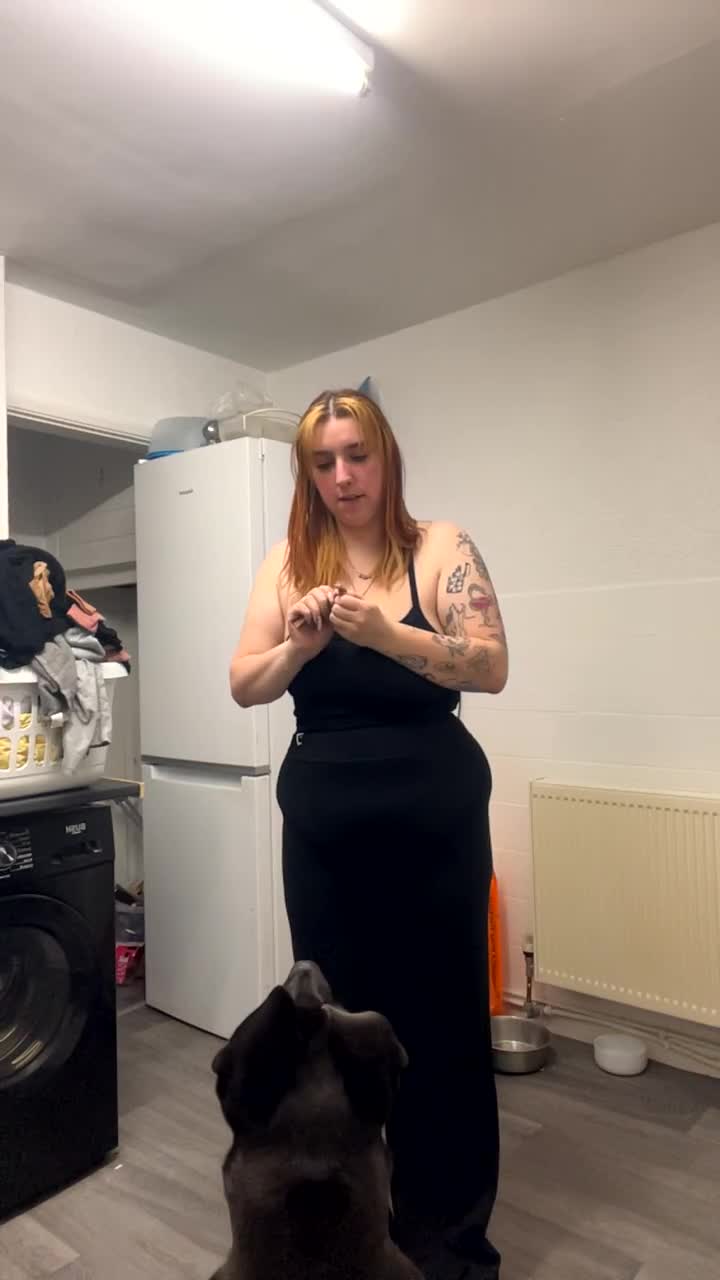 Mixed Breed dogs for sale: 4 year old husky cross - Video 1