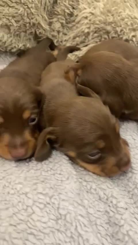Miniature Dachshund dogs for sale: Pra clear miniature dachshunds - Video 1
