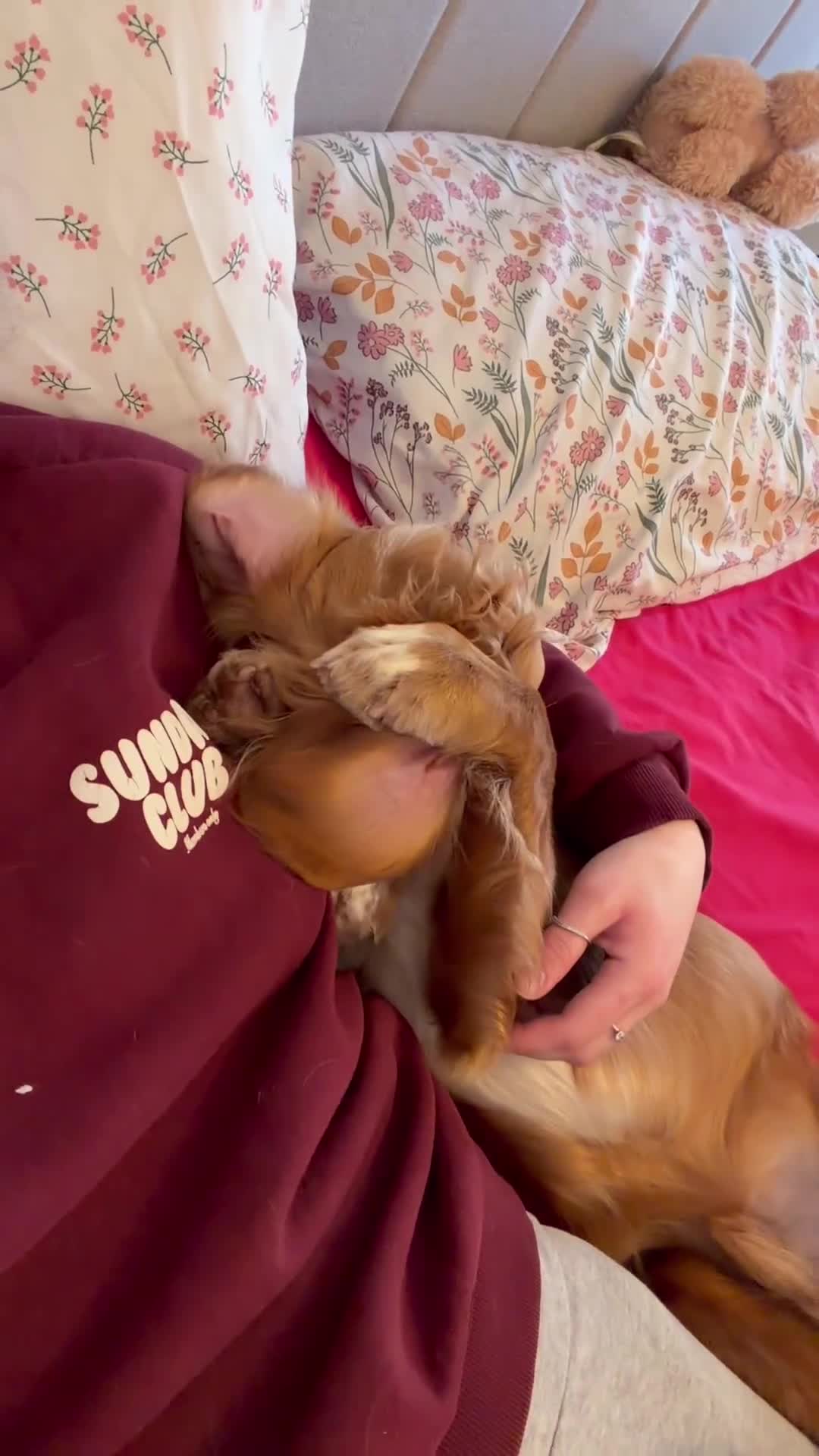 Cocker Spaniel dogs for sale: Lucky 8 month old cocker spaniel  in Wallasey - Video 1