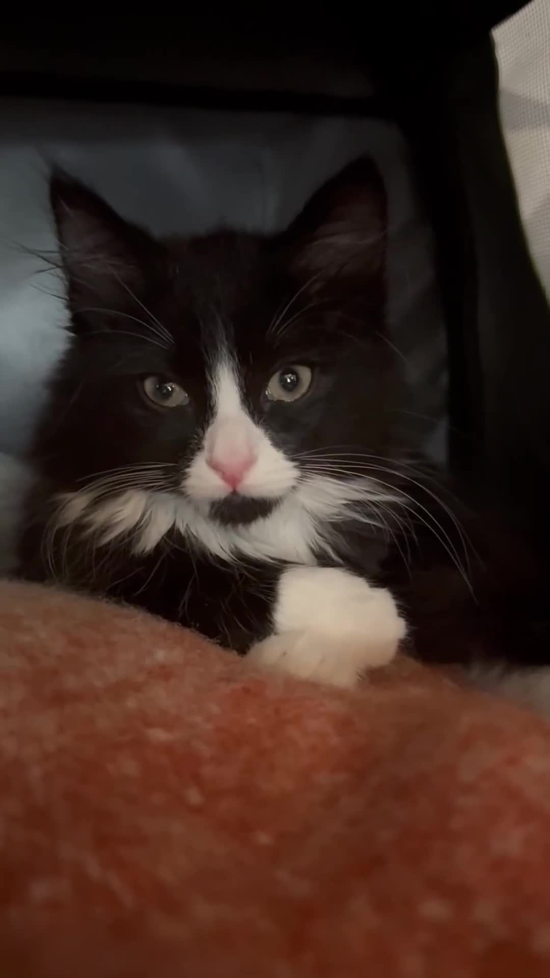 Mixed Breed cats for sale: Black and white long haired kitten - Video 1