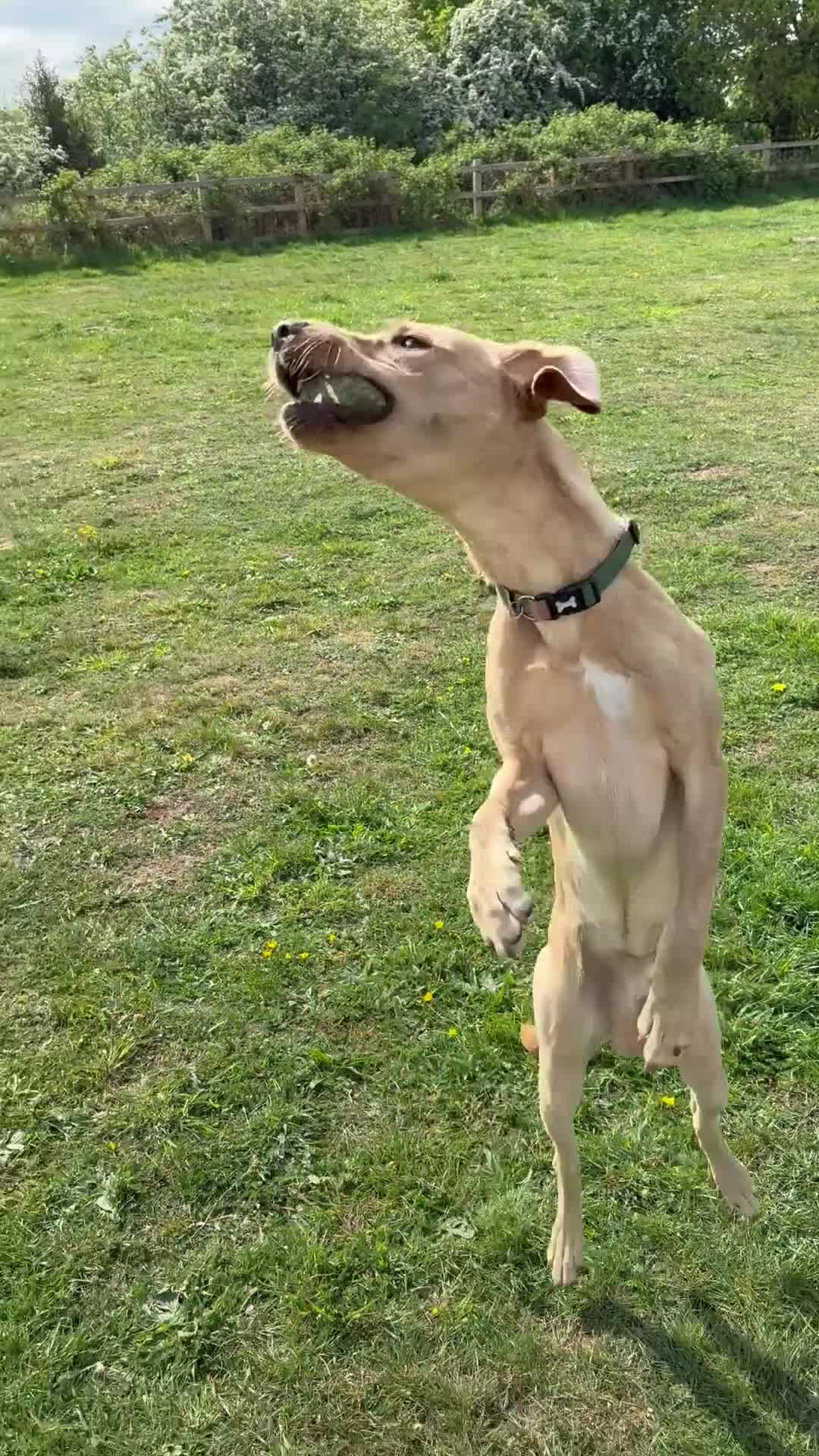 Labrador Retriever dogs for sale: SULLY Male Golden Labrador Retriever  - Video 3