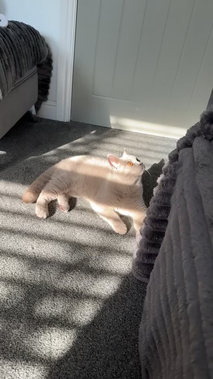British Shorthair cats for sale: Male BsH  - Video 2