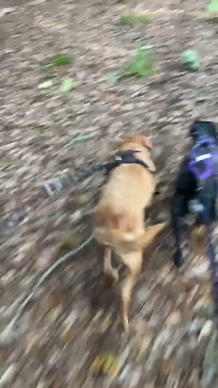 Labrador Retriever dogs for sale: Home needed for a 5 year old female Labrador  - Video 1