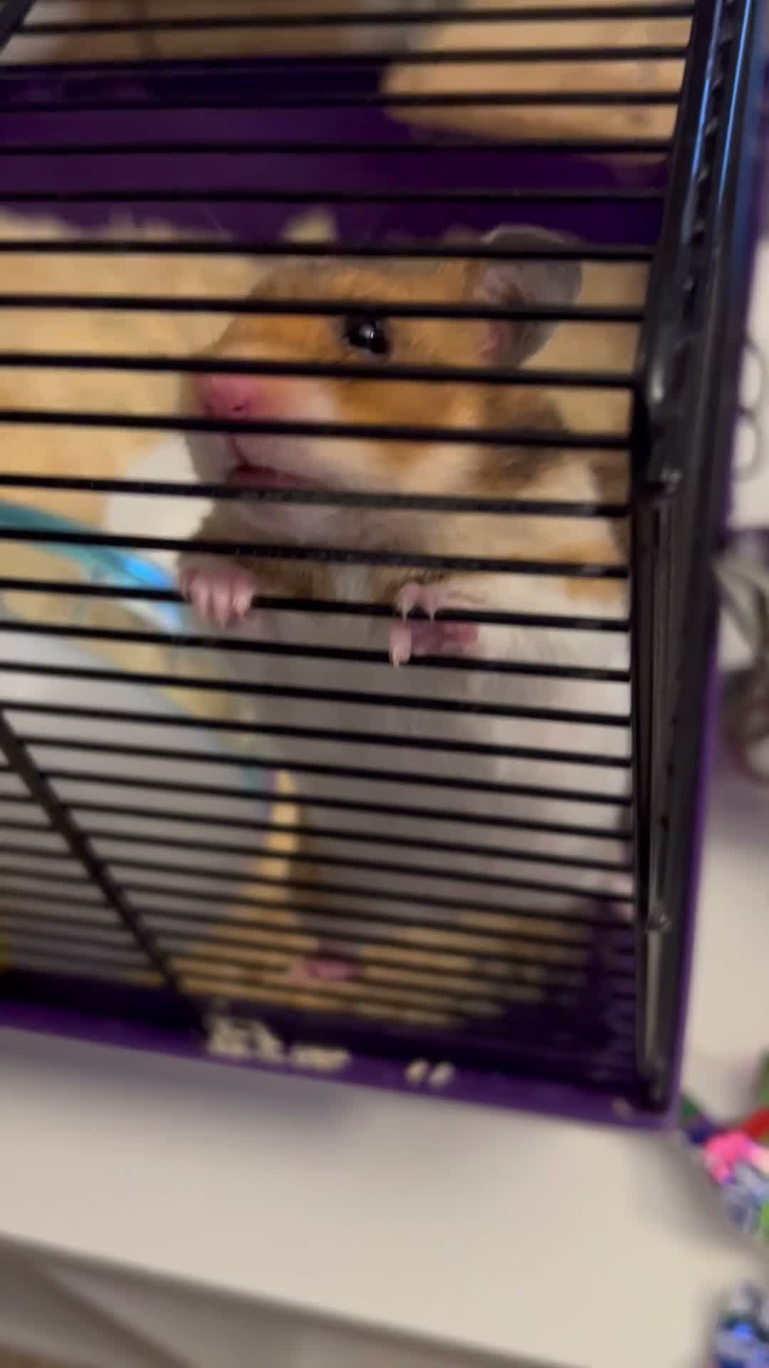 Hamster rodents for sale: Female Hamster with Full Setup in Reading - Video 2